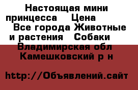 Настоящая мини принцесса  › Цена ­ 25 000 - Все города Животные и растения » Собаки   . Владимирская обл.,Камешковский р-н